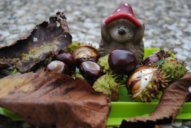 Herbst-Igel