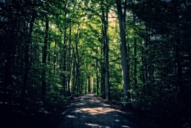 Waldweg