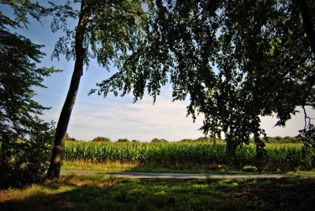 Maisfeld